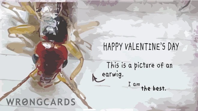 picture of an earwig Happy valentines day. This is a picture of an earwig. I am the best.